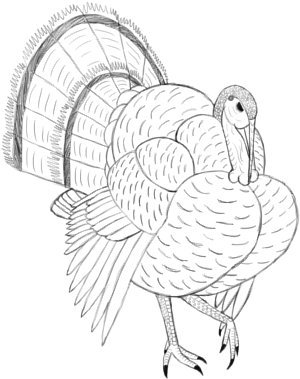 How to Draw a Turkey