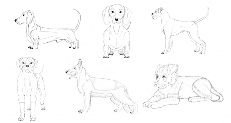 How To Draw a Dog