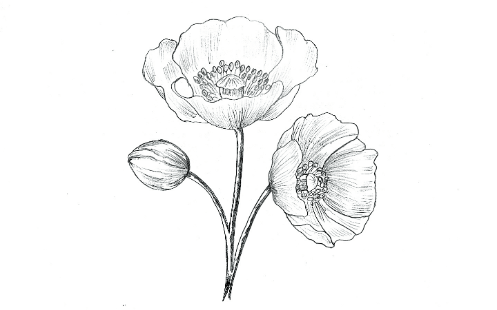 poppy flower drawing, realistic poppy flower Art, realistic poppy flower drawing, poppy line drawing simple