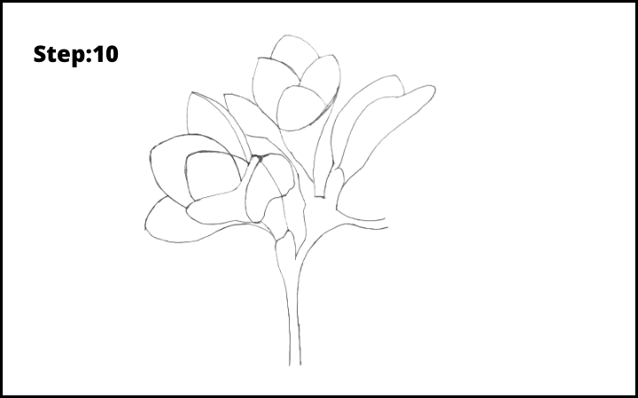 How to Draw Freesia Flower step 10