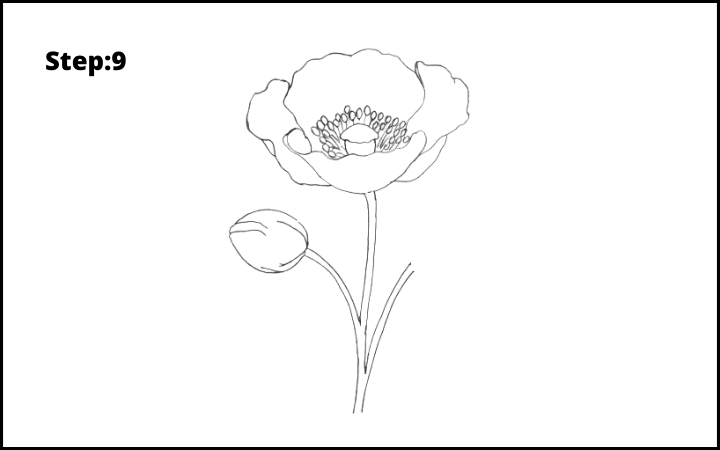 how to draw a realistic poppy  flower step 9