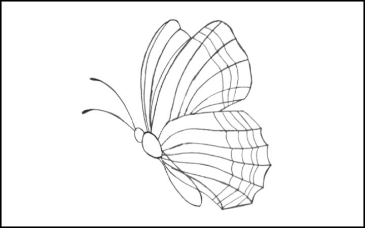 draw of butterfly step 10