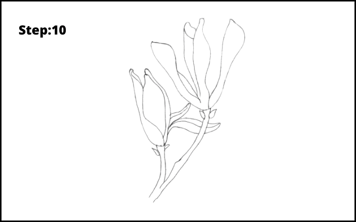 how to draw a magnolia flower step 10