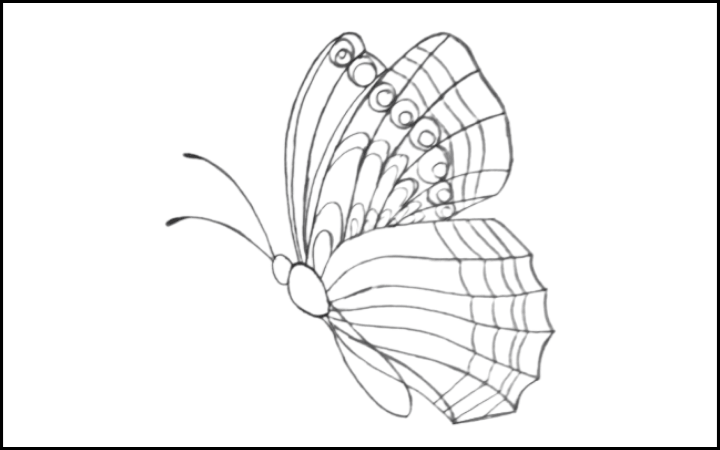 draw of butterfly step 11