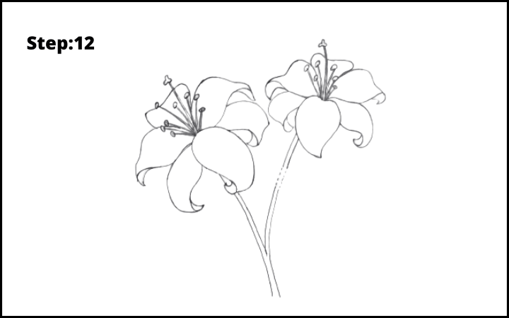 lily flower drawing step 12