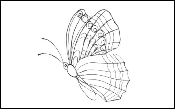 draw of butterfly step 12