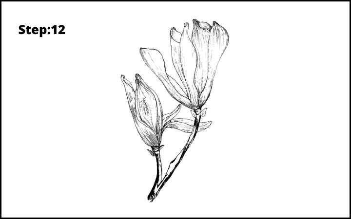 how to draw a magnolia flower step 12, how to draw magnolia flower step by step , how to draw  magnolia flower ,  draw a magnolia flower by pencil