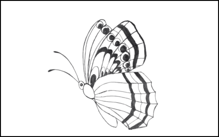 draw of butterfly step 13