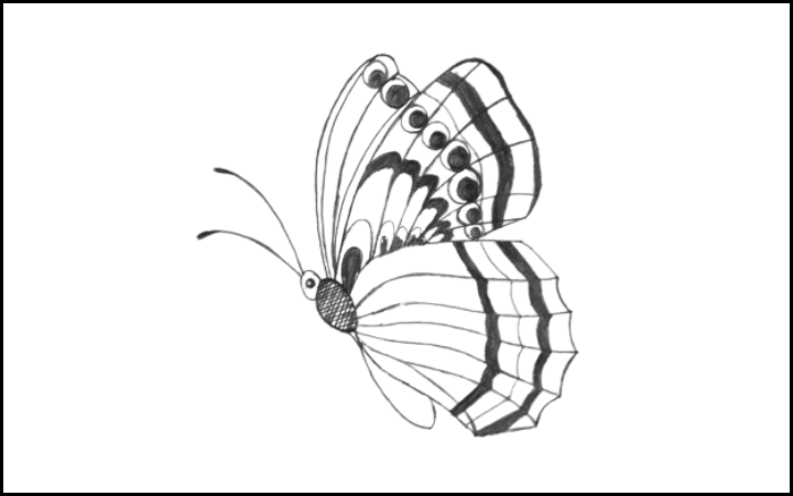 draw of butterfly step 14