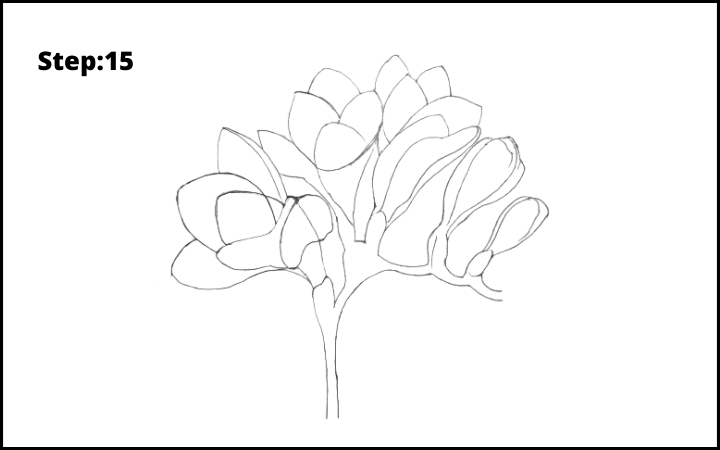 How to Draw Freesia Flower step 15
