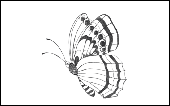 draw of butterfly step 15