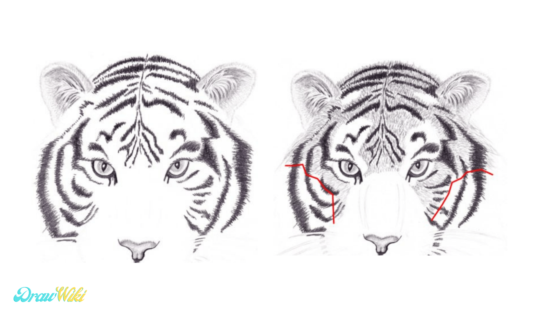 Step 15: Draw a Tiger Head Fur Texture