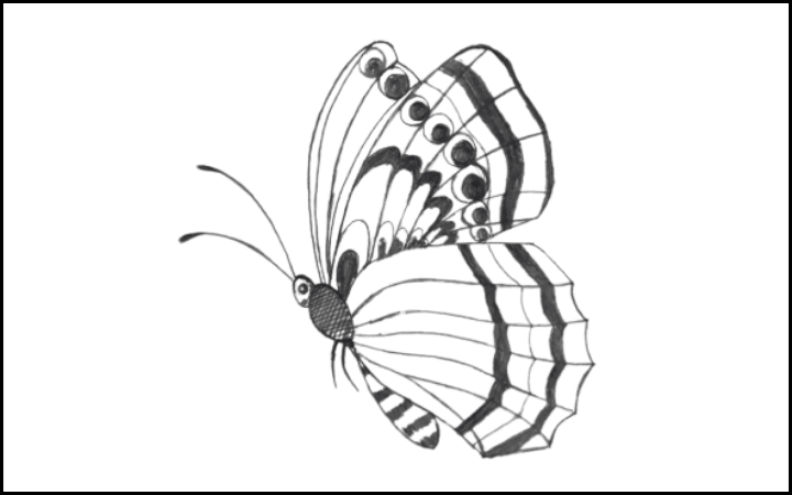 How to draw a butterfly step 16