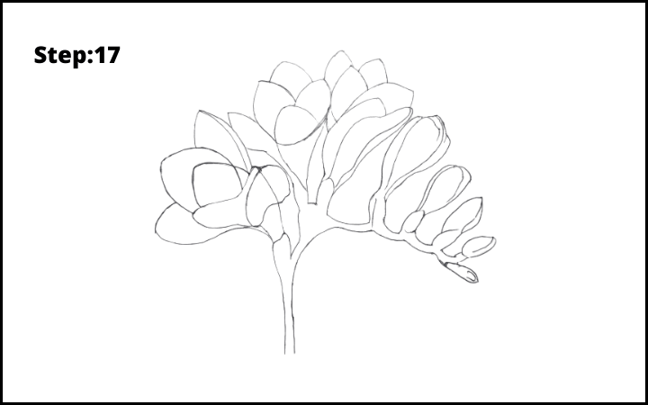 How to Draw Freesia Flower step 17