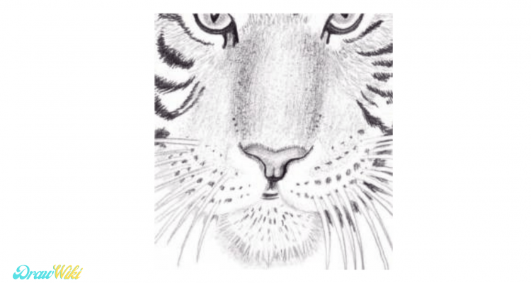 Step 17: Draw Tiger Shadows & Black Specks