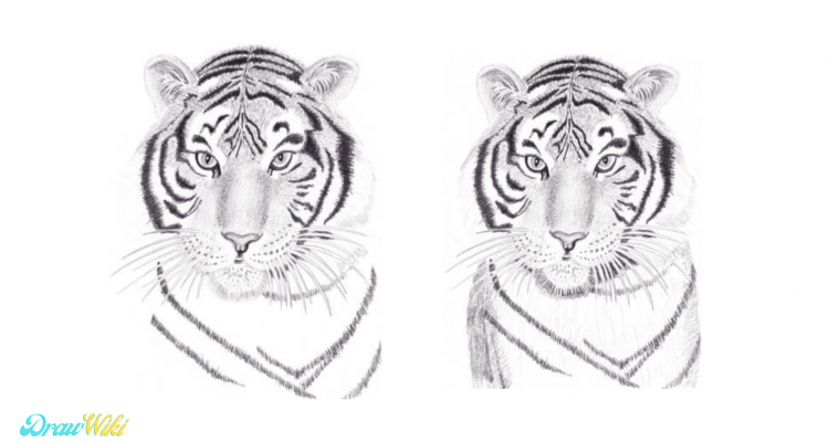 Step 18: Draw Tiger Body Texture