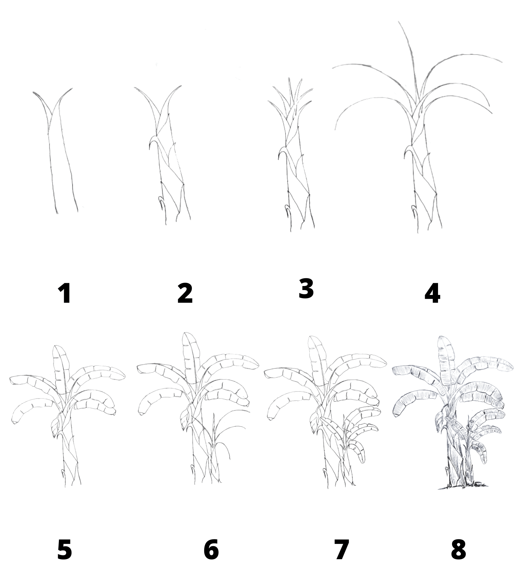 How to Draw Banana Tree Step by Step