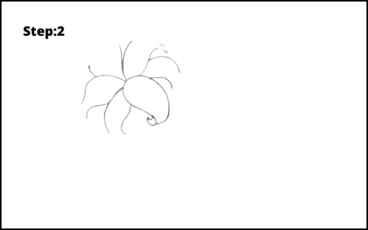 lily flower drawing step 2