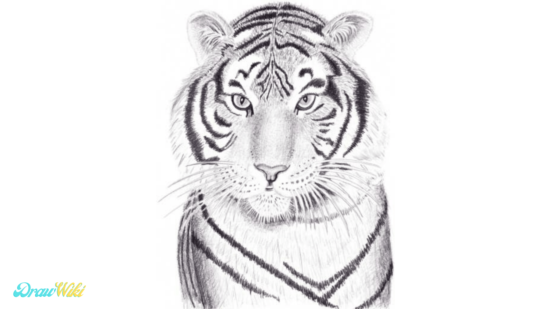 How to Draw a Tiger