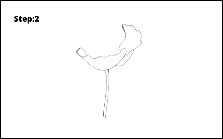 how to draw a realistic poppy step 2