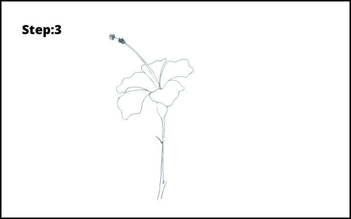 how to draw hibiscus flower step 3