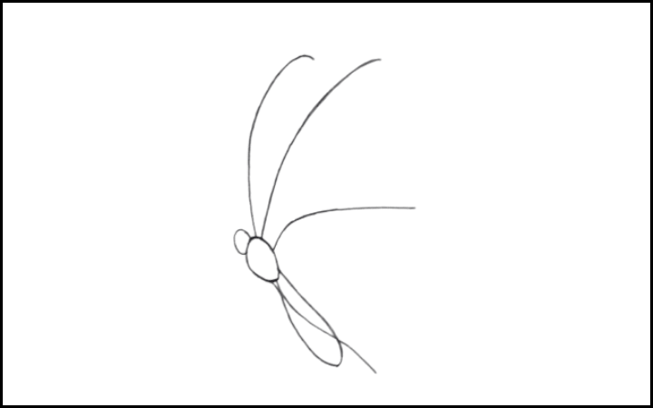 How to draw a butterfly step 4
