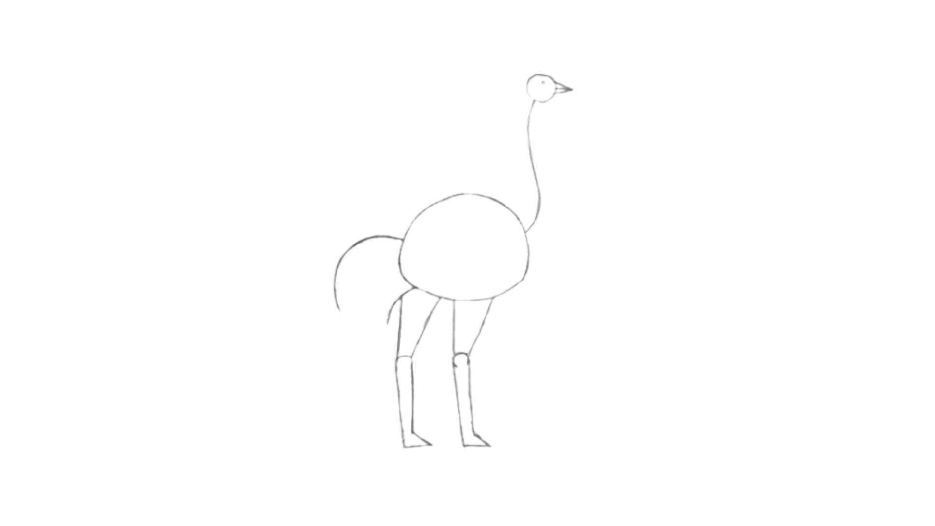 step Ostrich draw 4