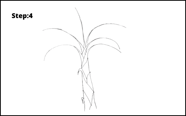 How to Draw Banana Tree Step 4