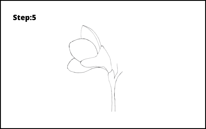 How to Draw Freesia Flower step 5