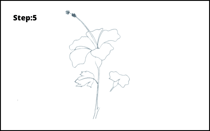 how to draw a hibiscus flower step 5