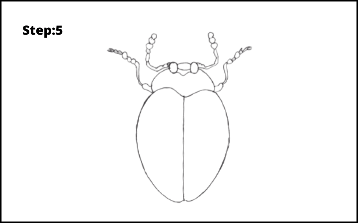 How to draw a bug  step 5
