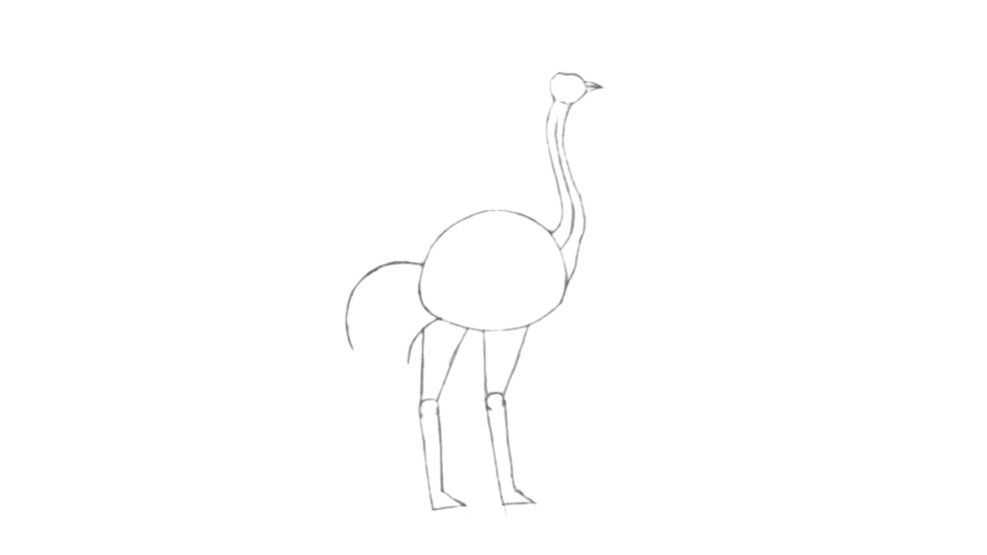 step Ostrich draw 5