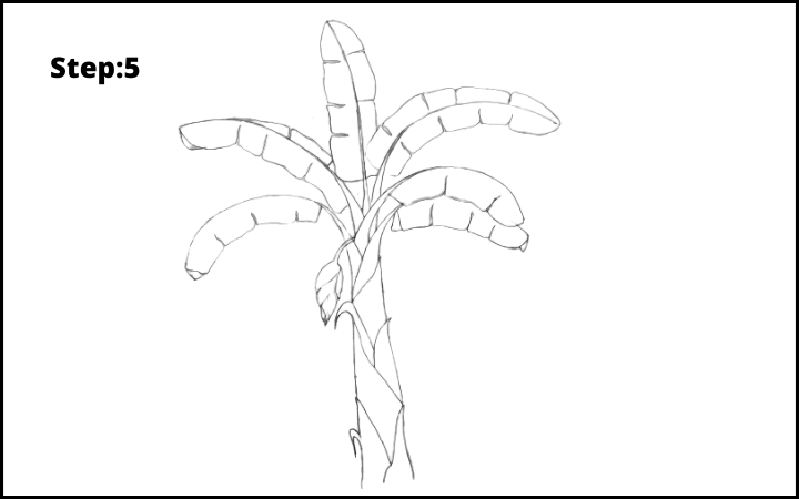 How to Draw Banana Tree Step 5