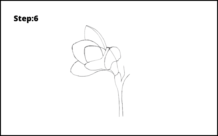 How to Draw Freesia Flower step 6