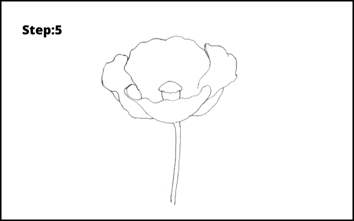 how to draw a realistic poppy step 5