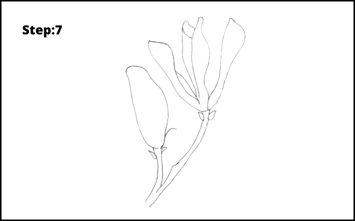 how to draw a magnolia flower step 7