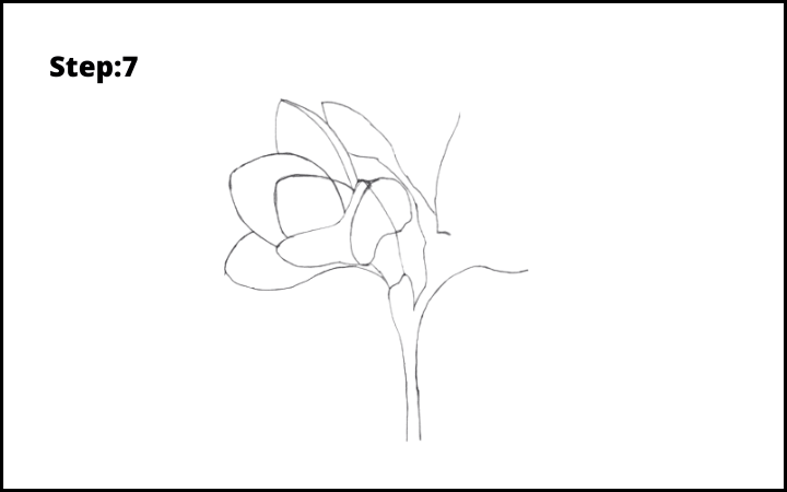 How to Draw Freesia Flower step 7
