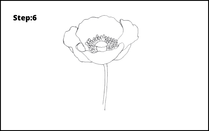how to draw a realistic poppy step 6
