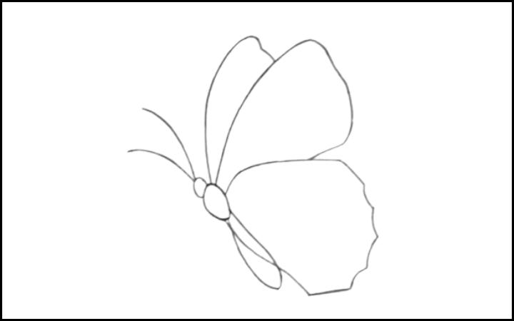 butterfly drawing step 7