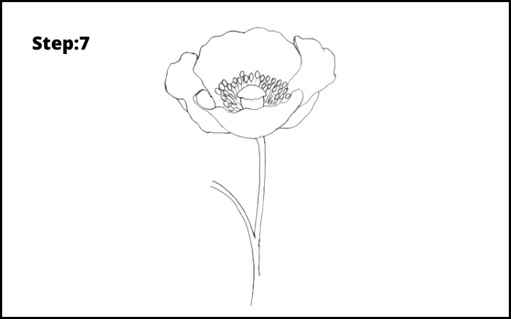 how to draw a realistic poppy  flower step 7