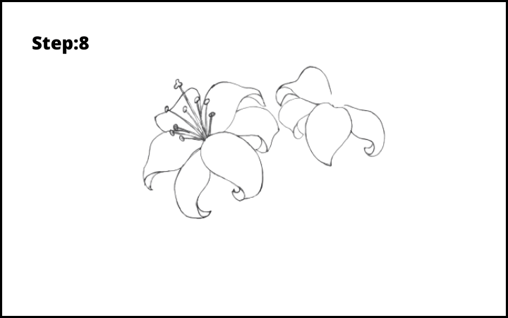 lily flower drawing step 8
