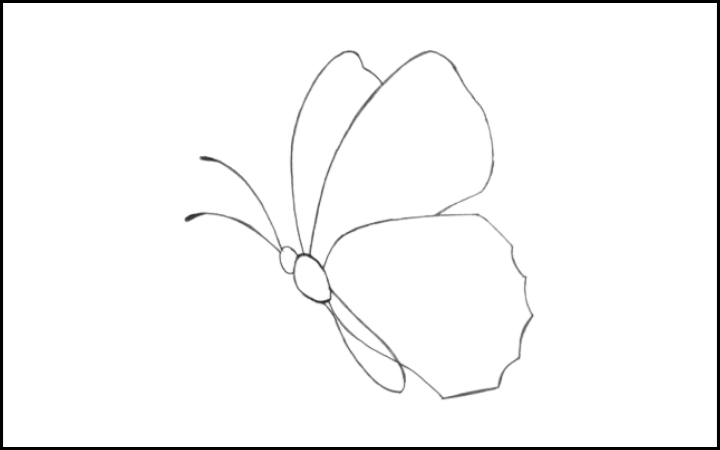 How to draw a butterfly step 8