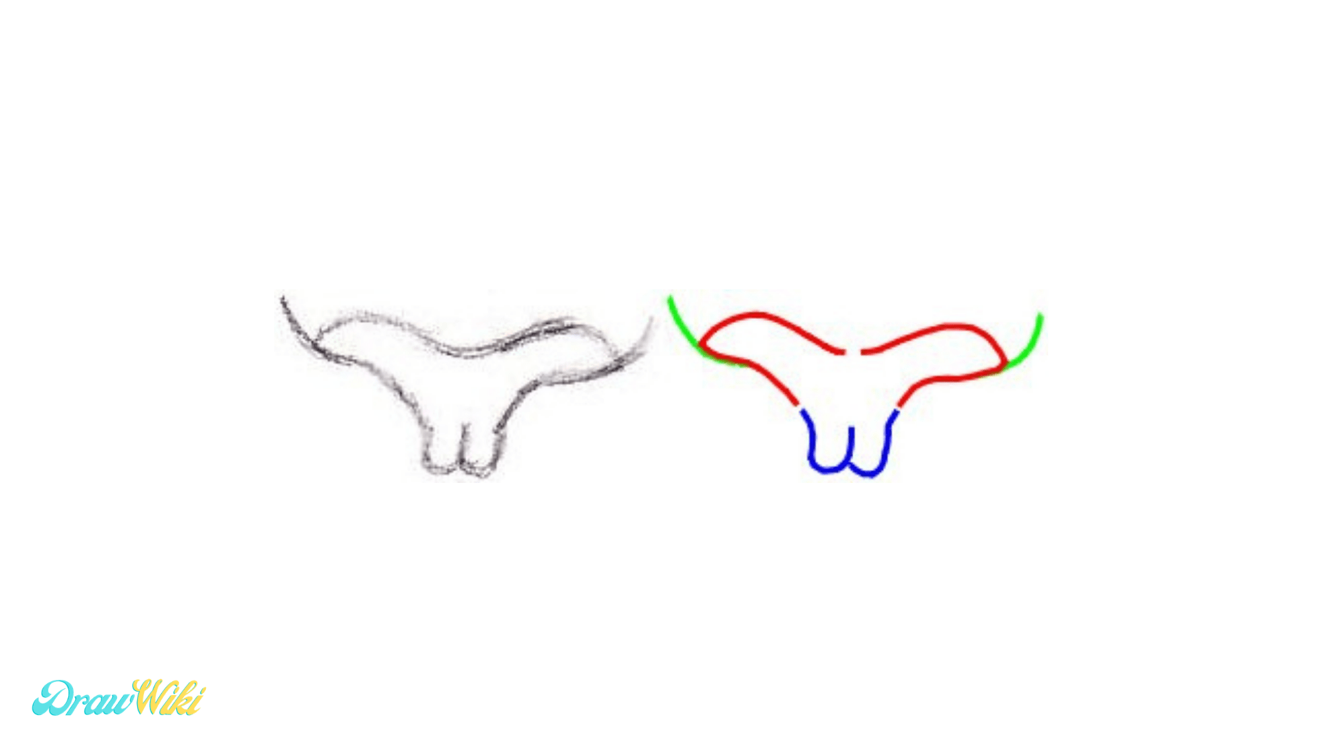 Step 8: Tiger Detailed Nose drawing