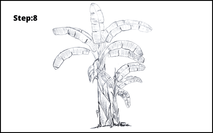 How to Draw Banana Tree Step 8