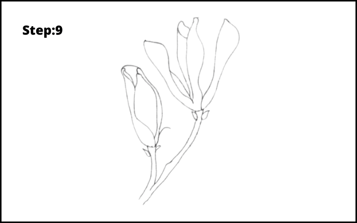 how to draw a magnolia flower step 9