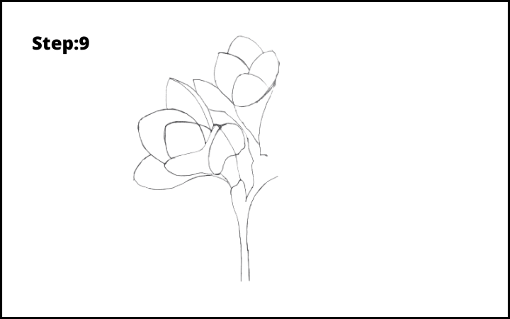 How to Draw Freesia Flower step 9