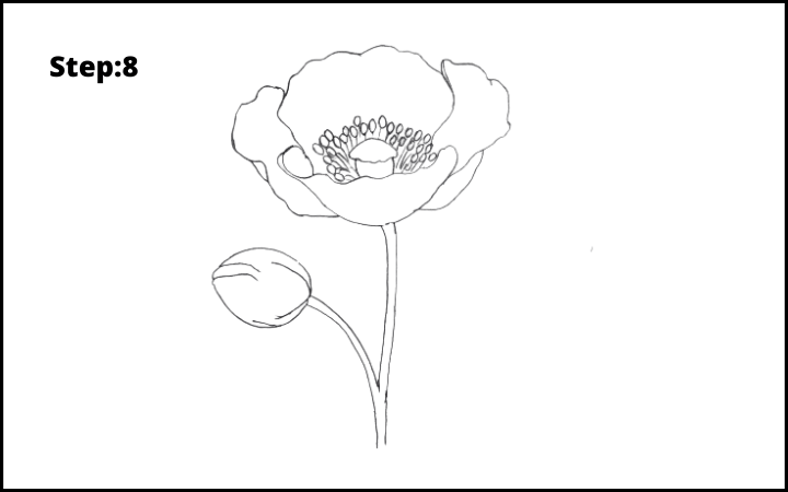 how to draw a realistic poppy  flower step 8