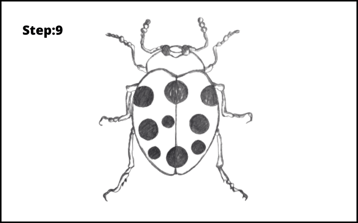 How to draw a bug  step 9, ladybug pencil drawing