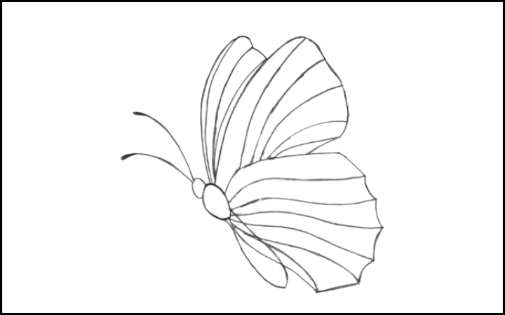 How to draw a butterfly step 9