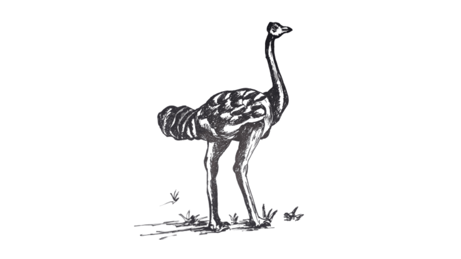 How To Draw an Ostrich step 9